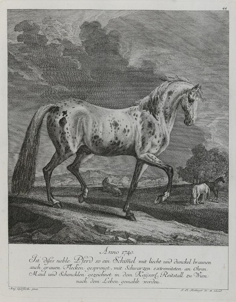 Große Abbildung Nr.1: 132-2498 Ridinger,E.J.: (Varia, Jagd, Pferde)