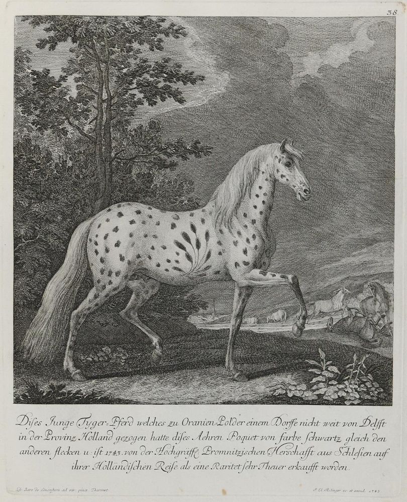Große Abbildung Nr.1: 132-2501 Ridinger,E.J.: (Varia, Jagd, Pferde)