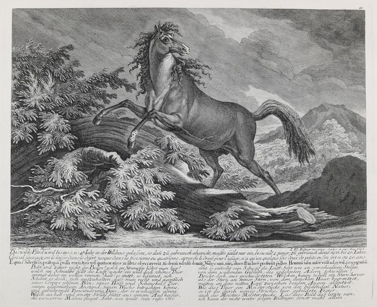 Große Abbildung Nr.1: 132-2505 Pferde.: (Varia, Jagd, Ridinger)