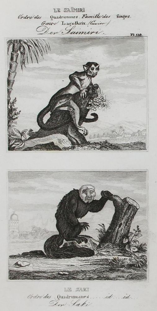 Große Abbildung Nr.4: 132-2519 Konvolut: (Varia)