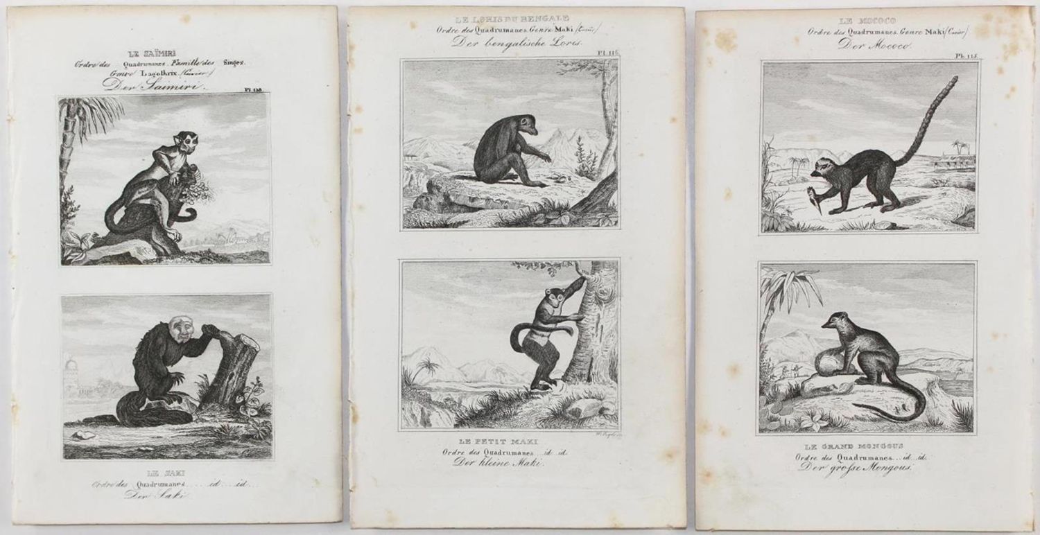 Große Abbildung Nr.5: 132-2519 Konvolut: (Varia)