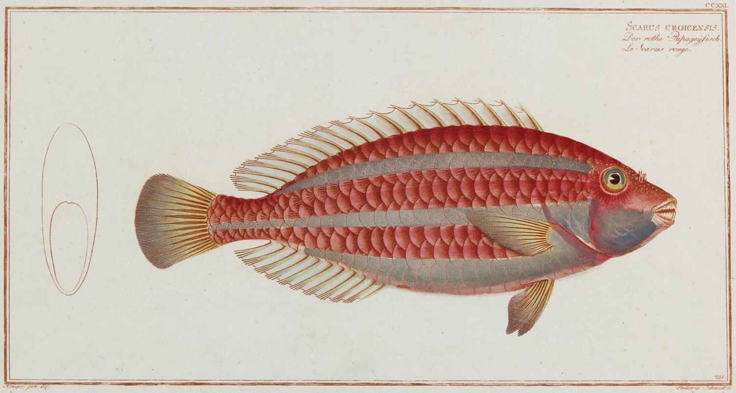 Große Abbildung Nr.1: 132-2594 Bloch, Marcus Elieser.: (Varia, Zoologie, Fische)