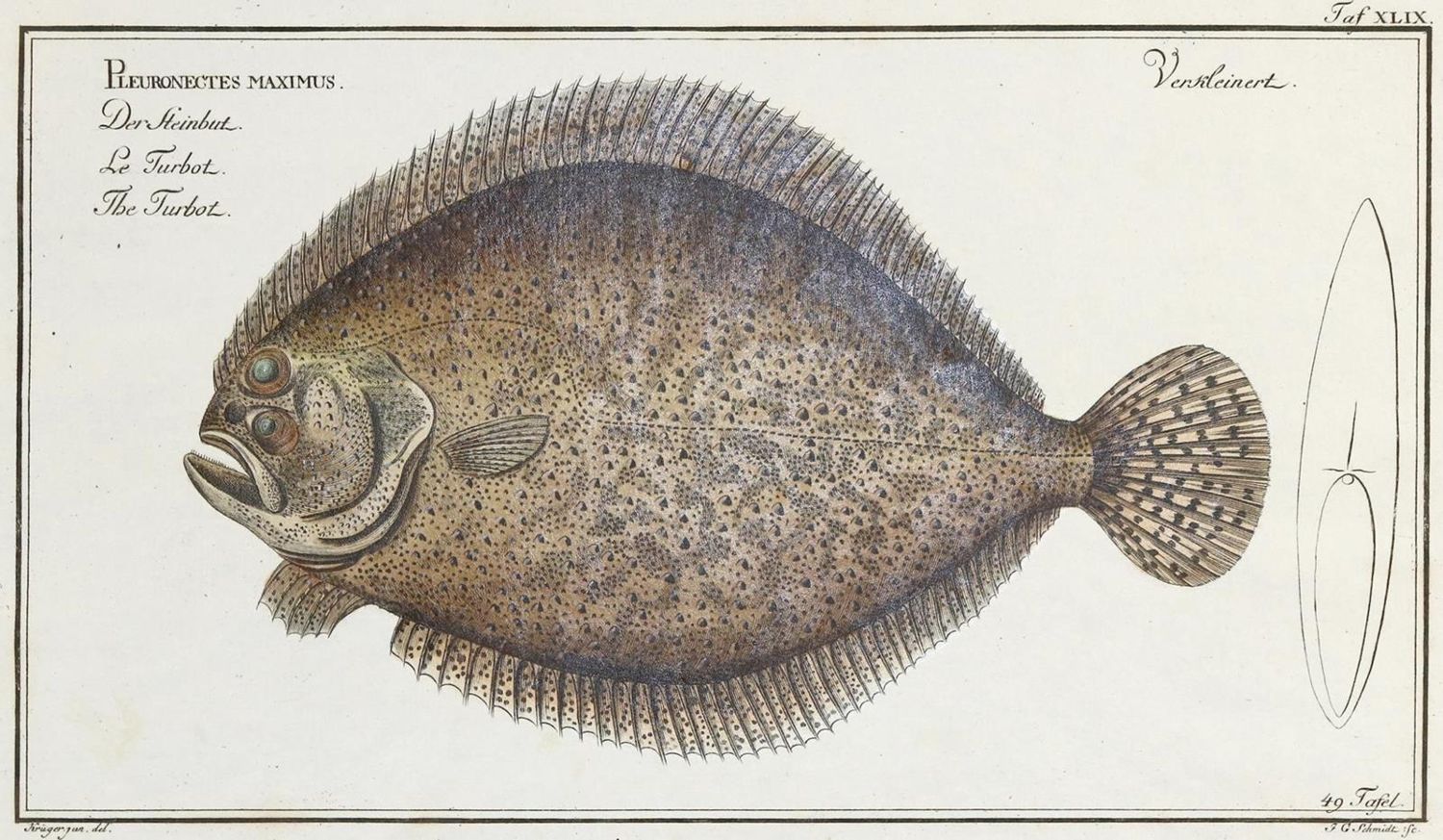 Große Abbildung Nr.2: 132-2594 Bloch, Marcus Elieser.: (Varia, Zoologie, Fische)