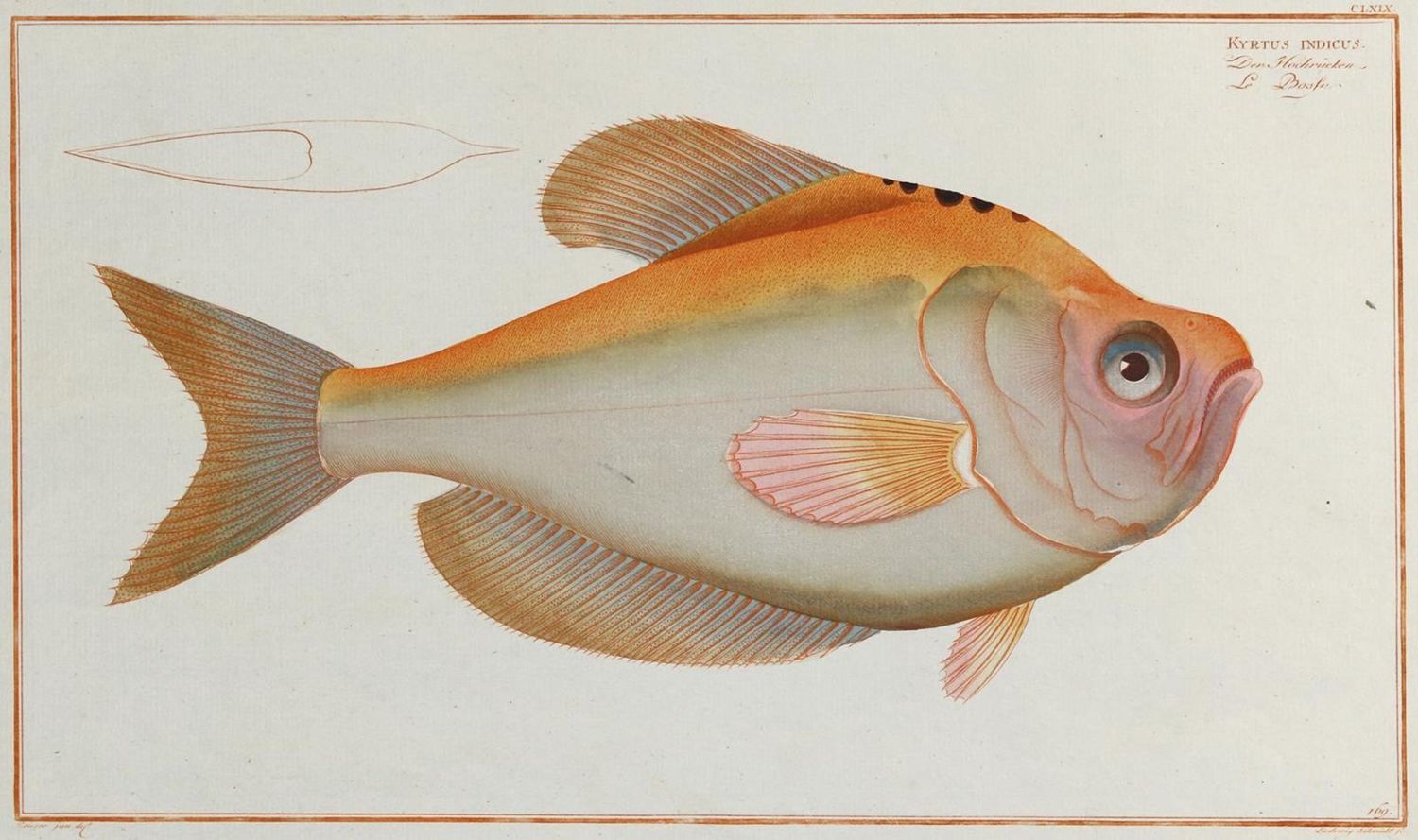 Große Abbildung Nr.3: 132-2594 Bloch, Marcus Elieser.: (Varia, Zoologie, Fische)