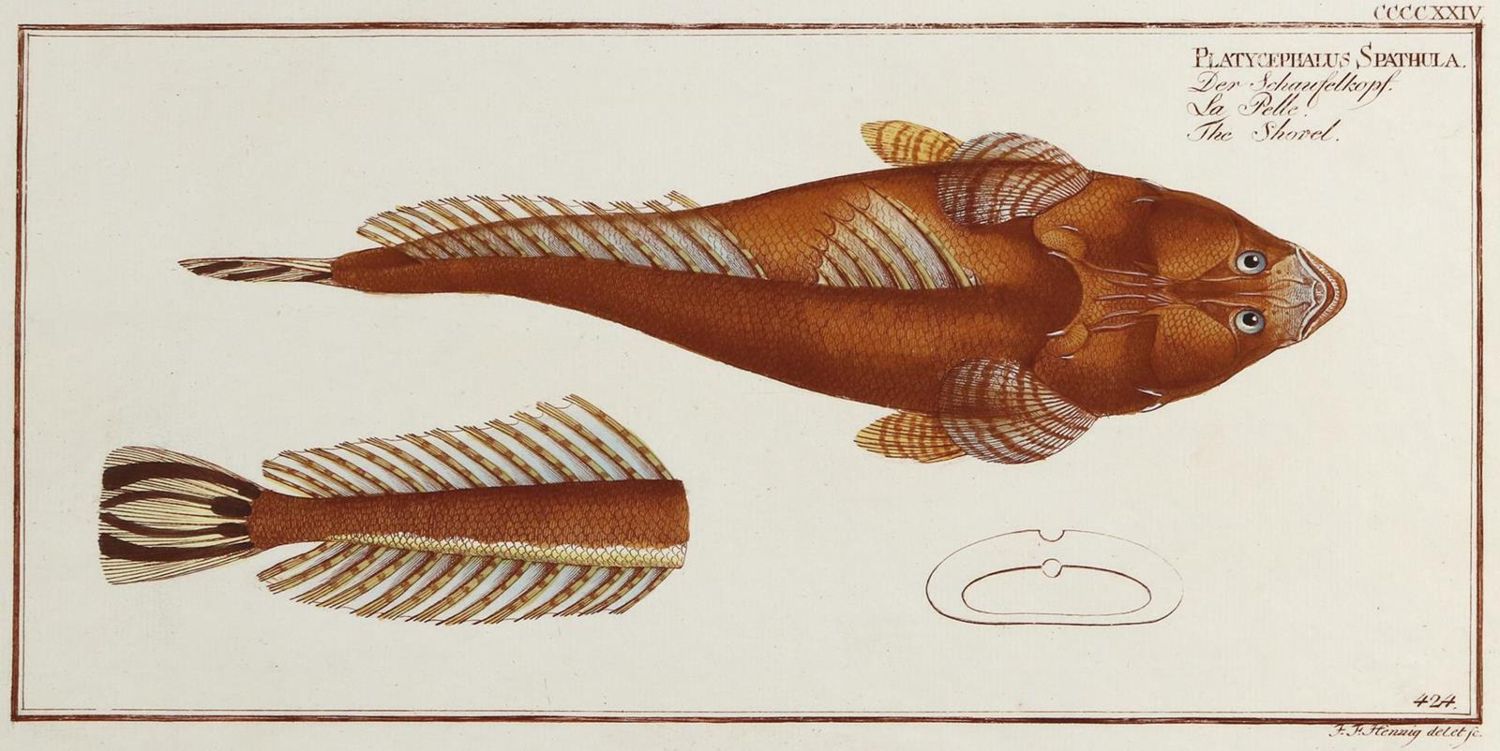 Große Abbildung Nr.4: 132-2594 Bloch, Marcus Elieser.: (Varia, Zoologie, Fische)
