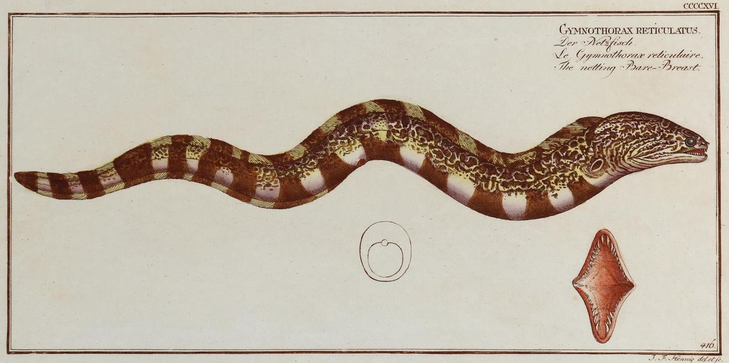 Große Abbildung Nr.5: 132-2594 Bloch, Marcus Elieser.: (Varia, Zoologie, Fische)