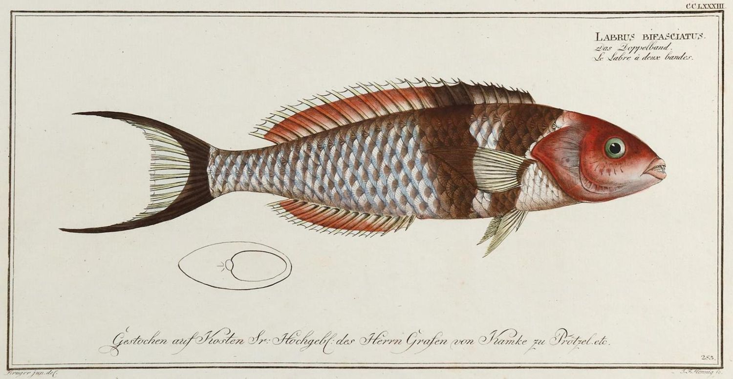 Große Abbildung Nr.6: 132-2594 Bloch, Marcus Elieser.: (Varia, Zoologie, Fische)