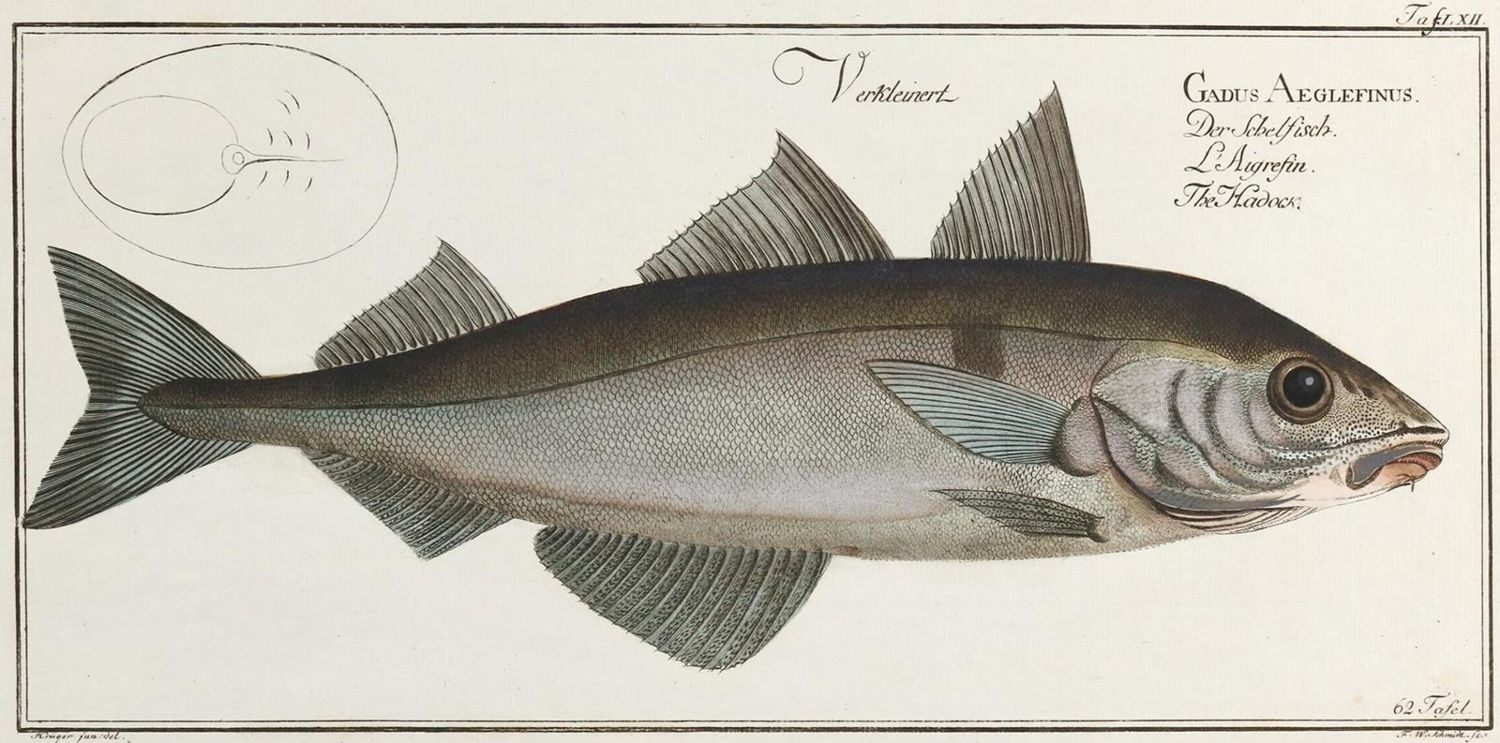 Große Abbildung Nr.7: 132-2594 Bloch, Marcus Elieser.: (Varia, Zoologie, Fische)
