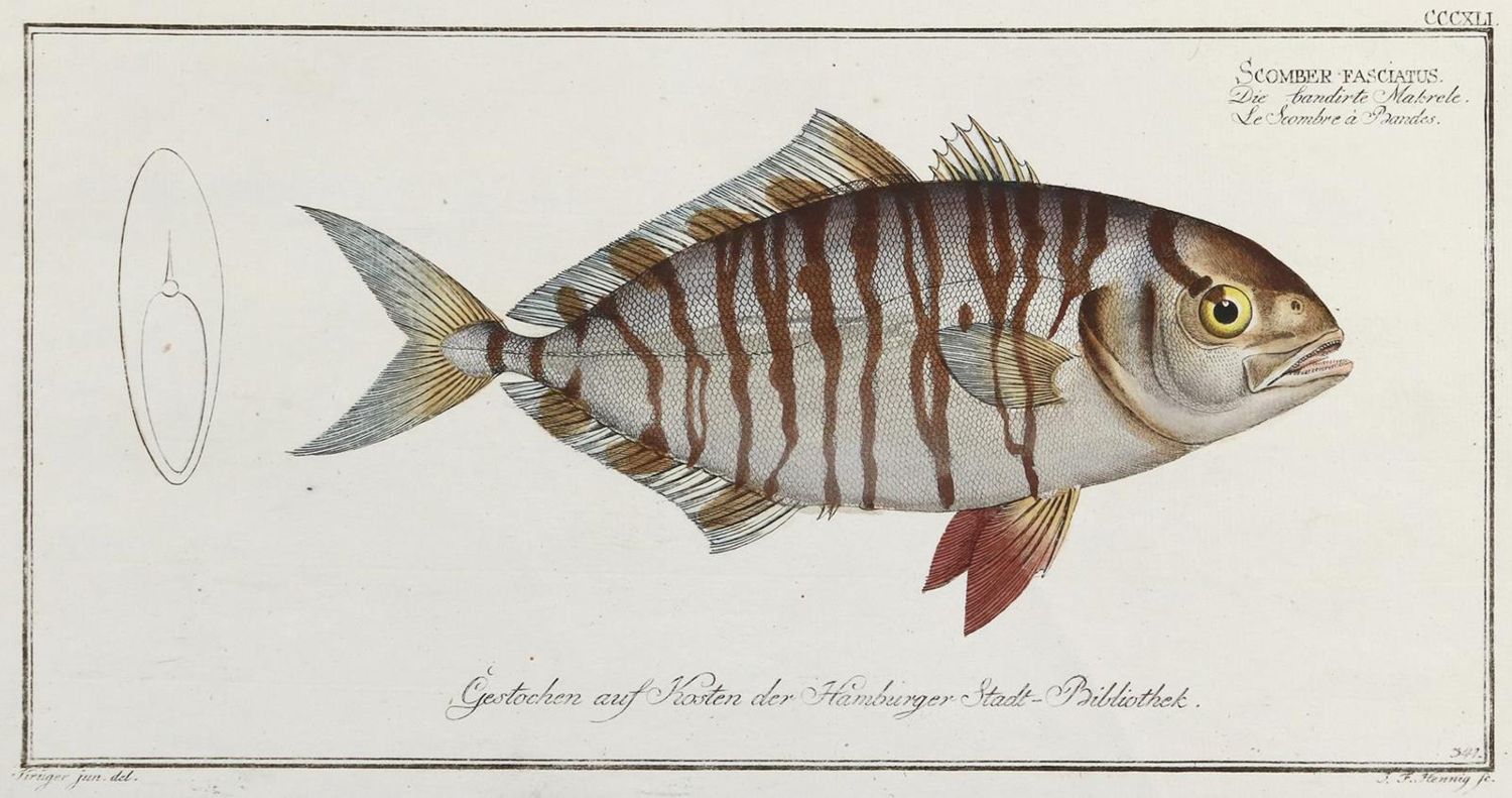 Große Abbildung Nr.1: 132-2595 Bloch, Marcus Elieser.: (Varia, Zoologie, Fische)