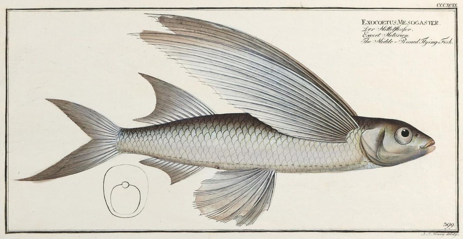 Große Abbildung Nr.2: 132-2595 Bloch, Marcus Elieser.: (Varia, Zoologie, Fische)