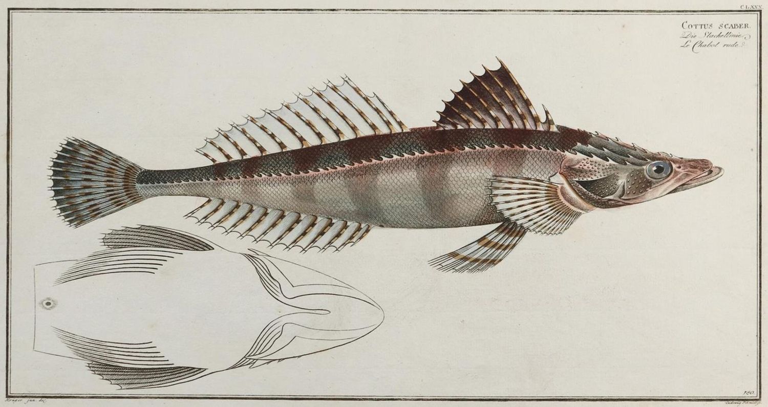Große Abbildung Nr.3: 132-2595 Bloch, Marcus Elieser.: (Varia, Zoologie, Fische)