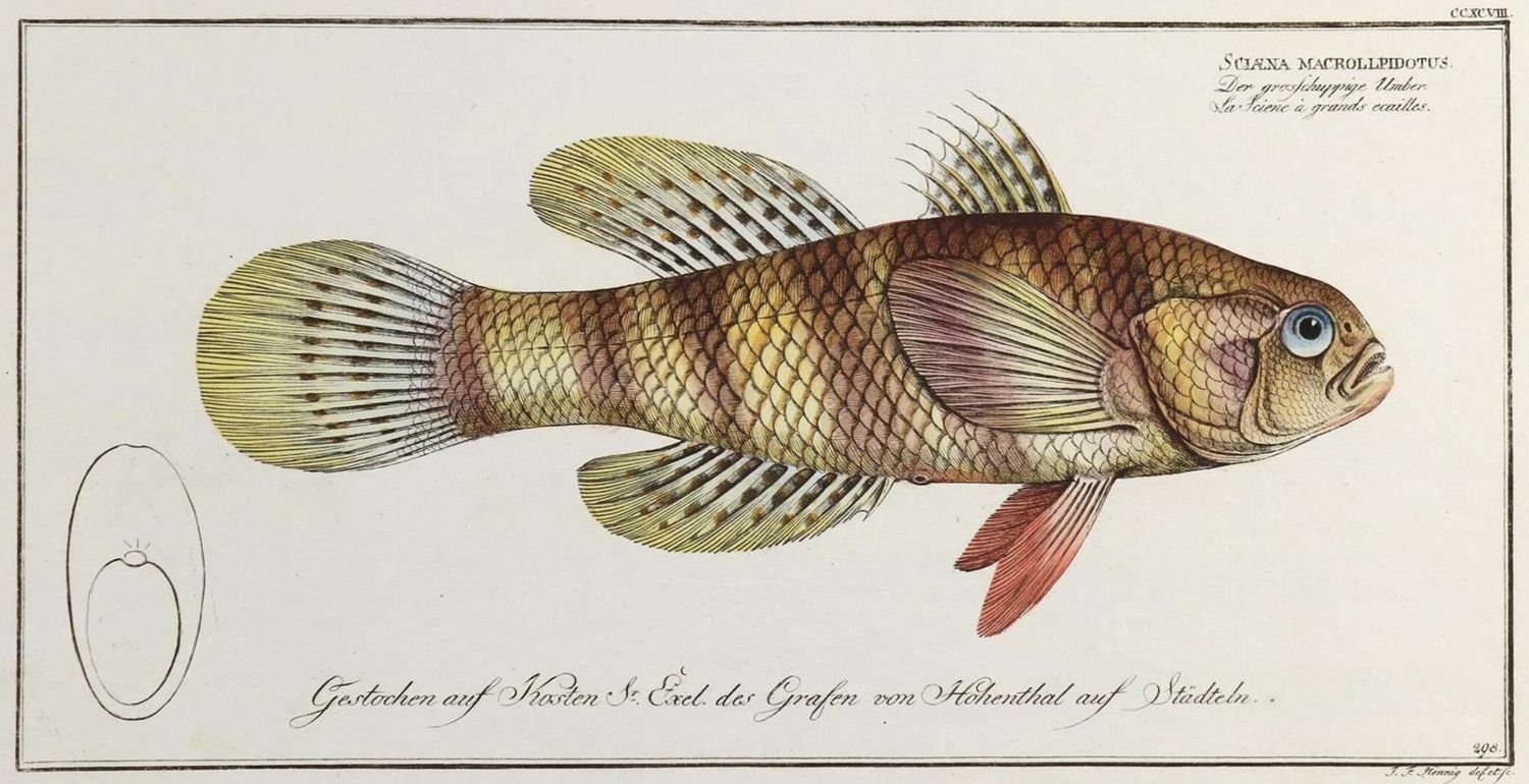 Große Abbildung Nr.4: 132-2595 Bloch, Marcus Elieser.: (Varia, Zoologie, Fische)