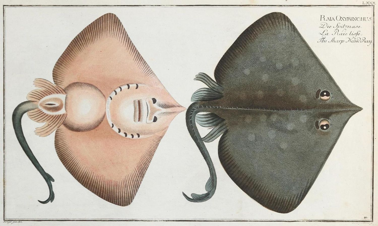 Große Abbildung Nr.5: 132-2595 Bloch, Marcus Elieser.: (Varia, Zoologie, Fische)