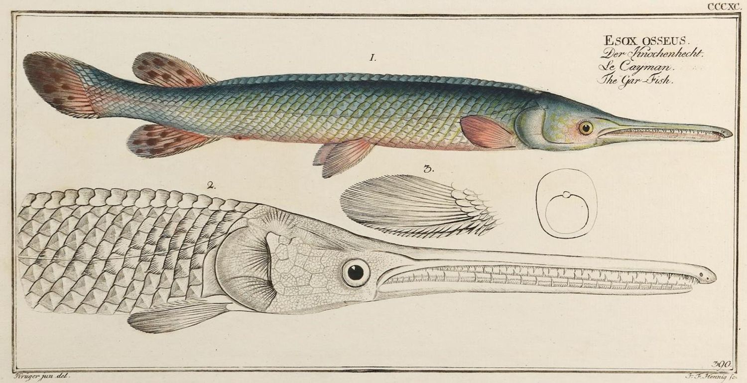 Große Abbildung Nr.6: 132-2595 Bloch, Marcus Elieser.: (Varia, Zoologie, Fische)