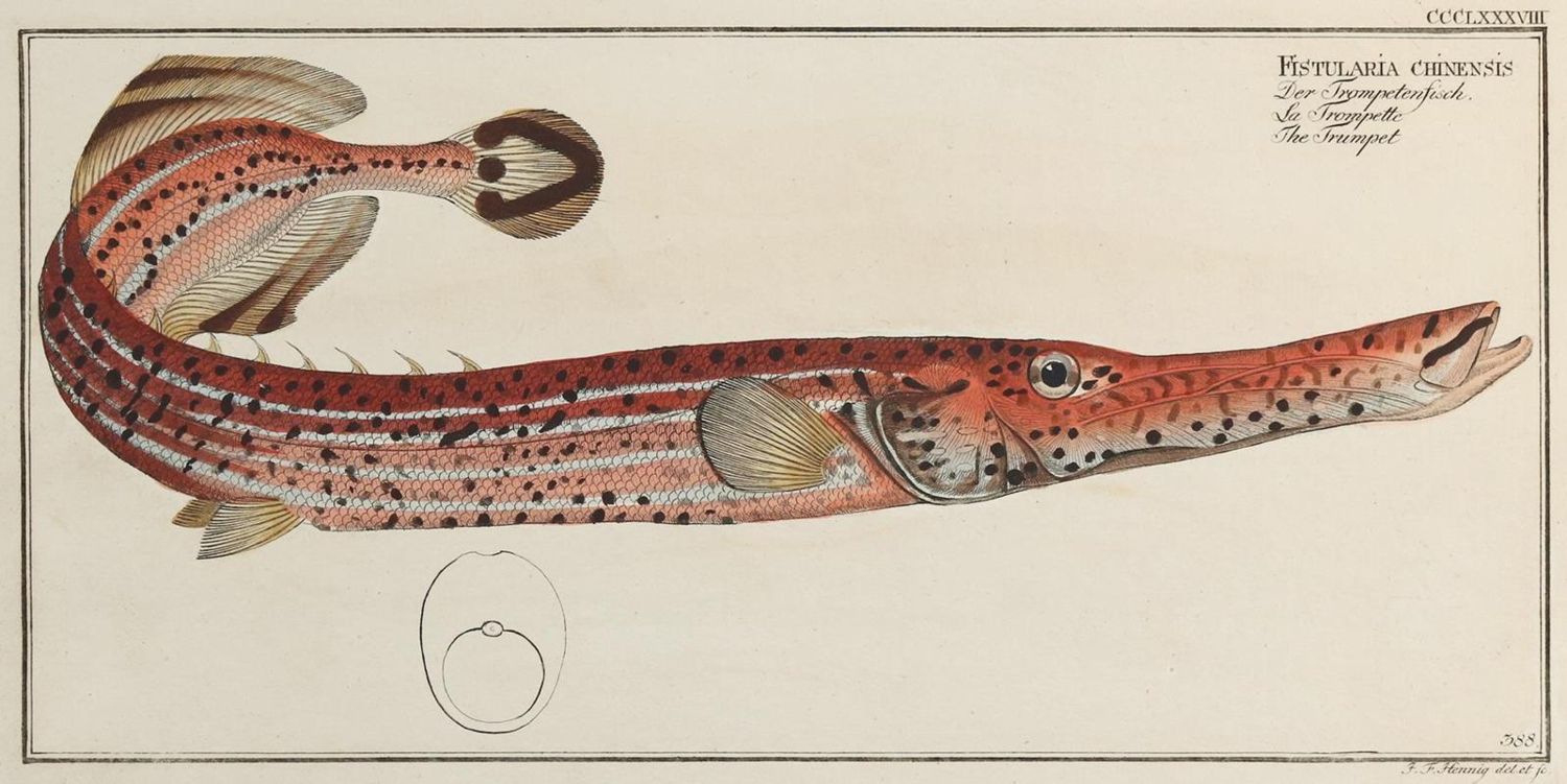 Große Abbildung Nr.7: 132-2595 Bloch, Marcus Elieser.: (Varia, Zoologie, Fische)
