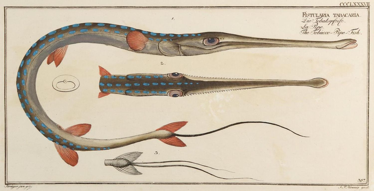 Große Abbildung Nr.8: 132-2595 Bloch, Marcus Elieser.: (Varia, Zoologie, Fische)
