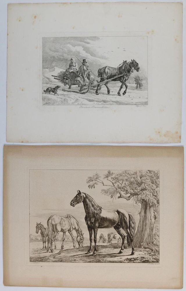 Große Abbildung Nr.5: 132-2597 Pferde.: (Varia, Zoologie)