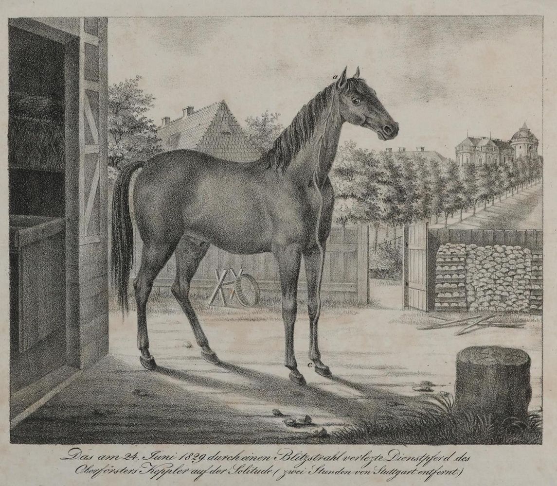 Große Abbildung Nr.1: 132-2598 Pferde.: (Varia, Zoologie)