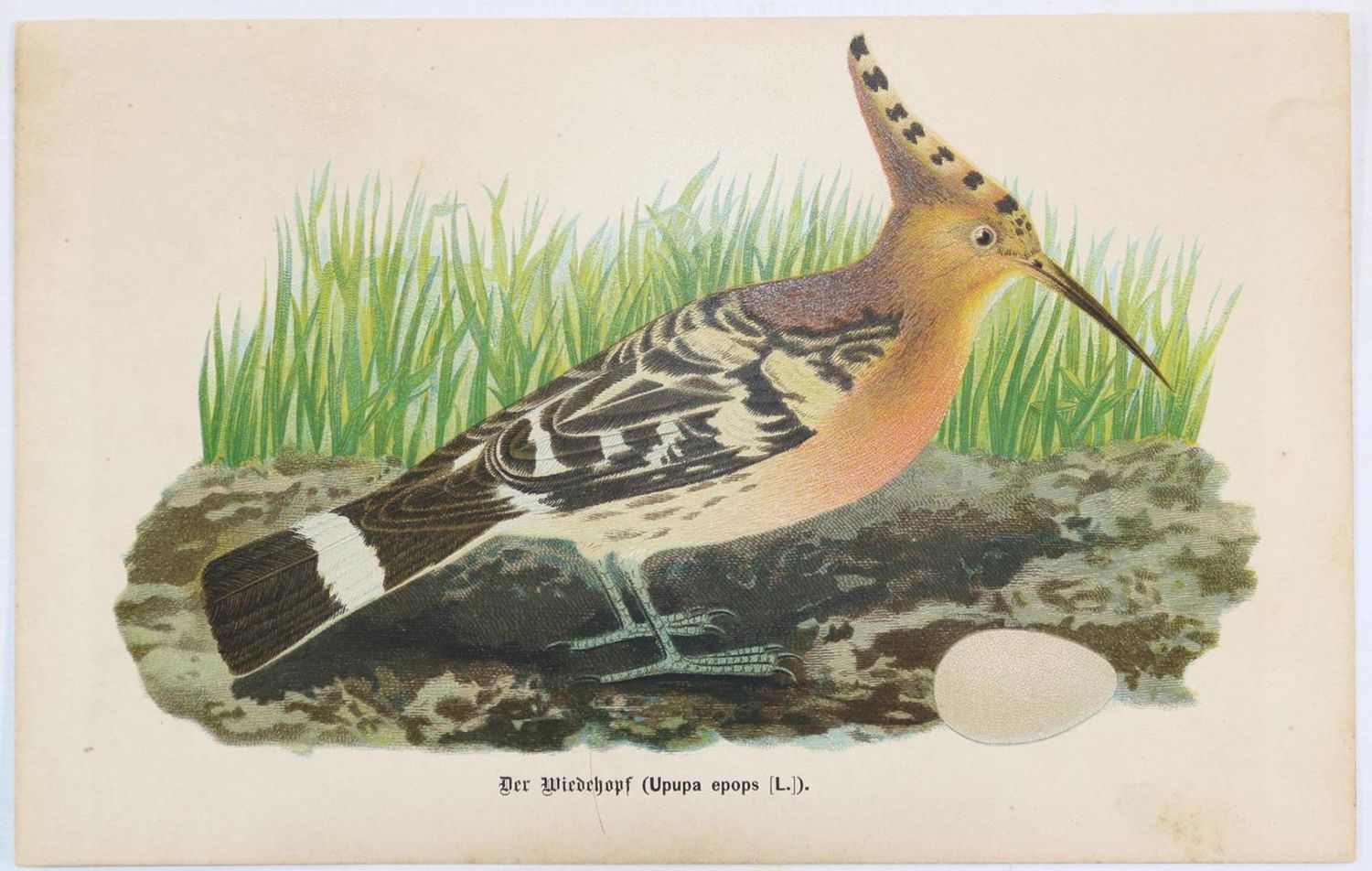 Große Abbildung Nr.1: 132-2600 Sammlung: (Varia, Zoologie)