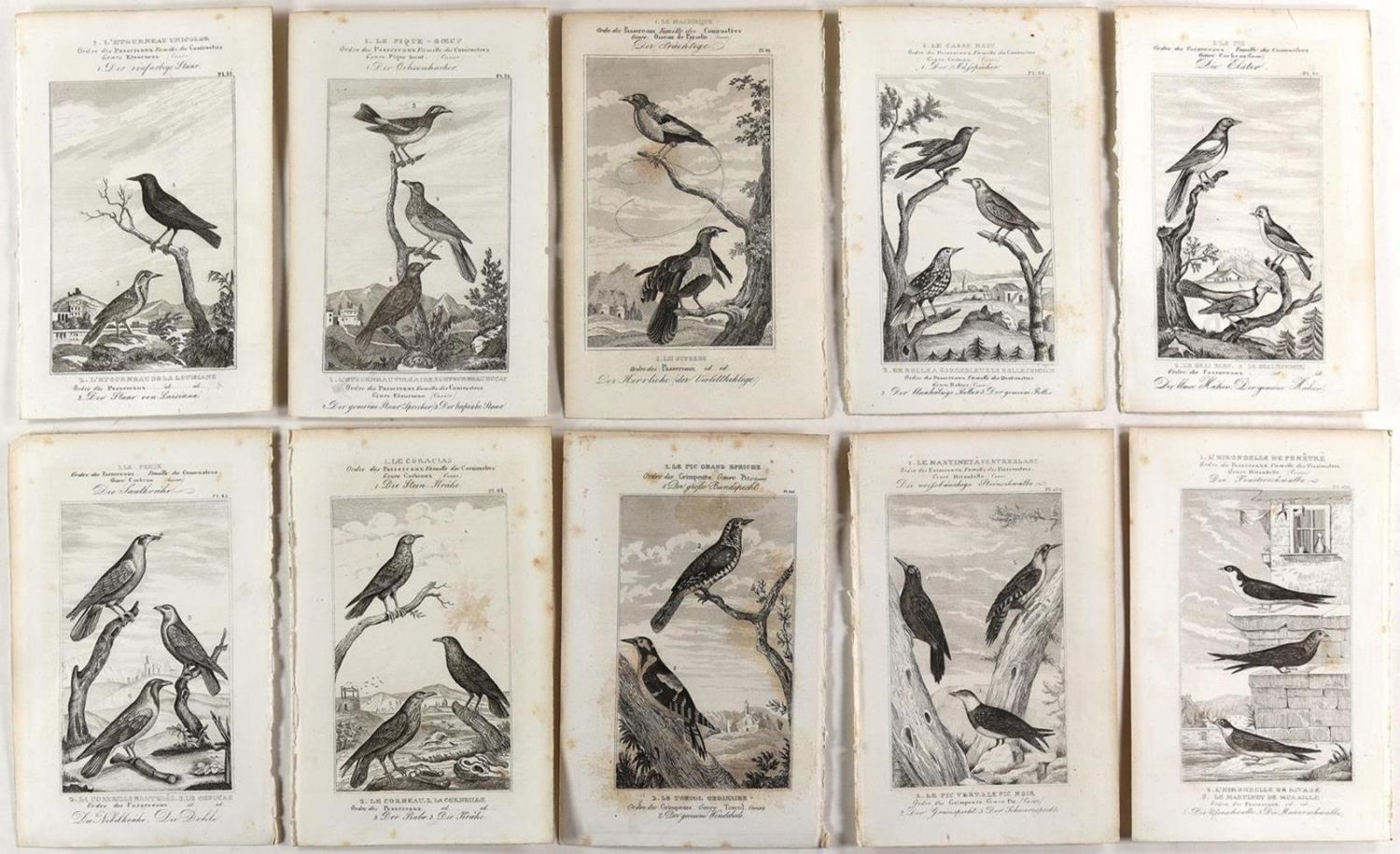 Große Abbildung Nr.2: 132-2603 Vögel.: (Varia, Zoologie)