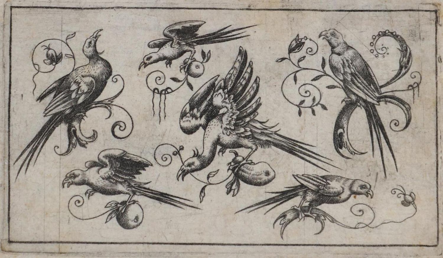 Große Abbildung Nr.1: 132-2604 Vögel.: (Varia, Zoologie, Vögel)