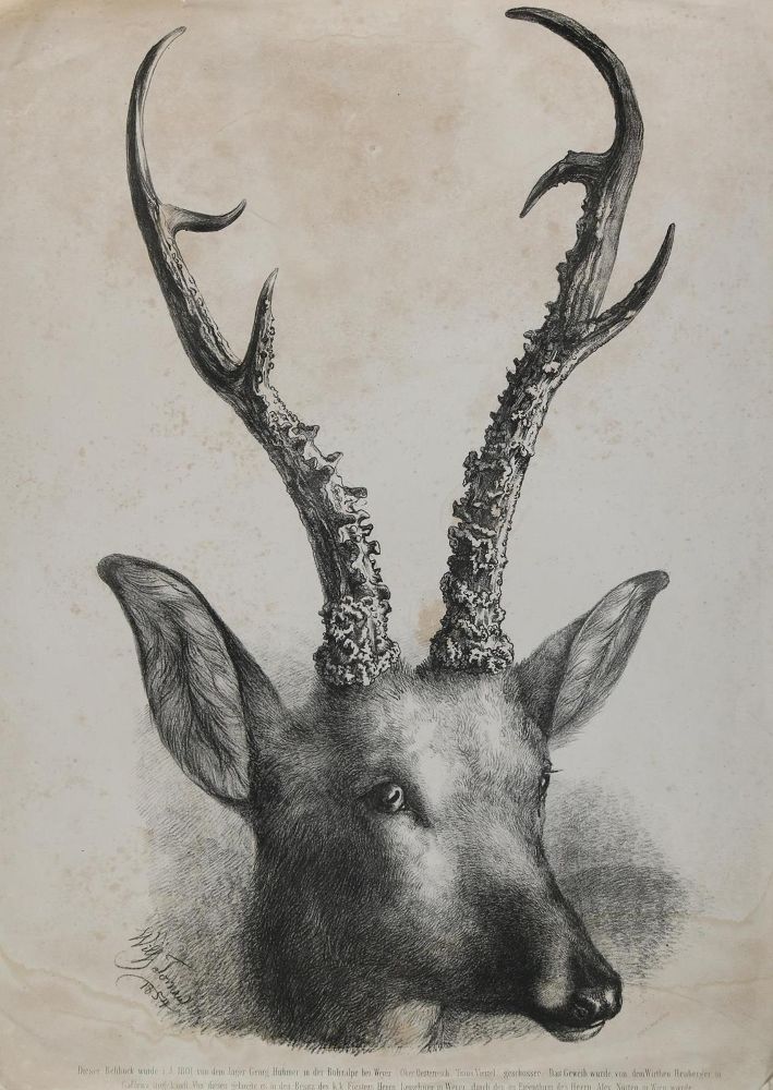 Große Abbildung Nr.1: 132-3517 Tornau, Karl Wilhelm Gustav: (Künstlergraphik, Jagd)