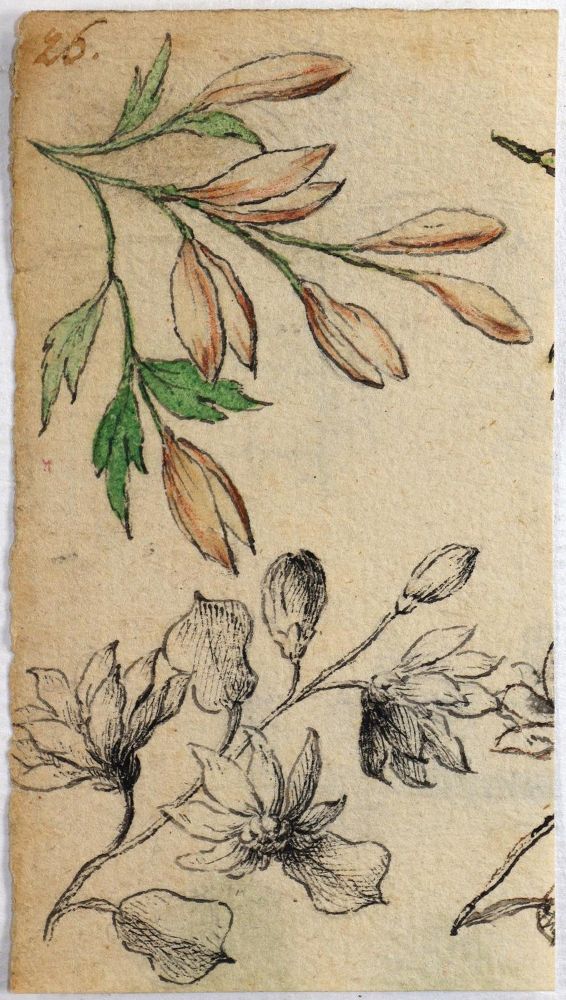 Große Abbildung Nr.3: 132-3892 Pflanzen und Tiere.: (Künstlergraphik)