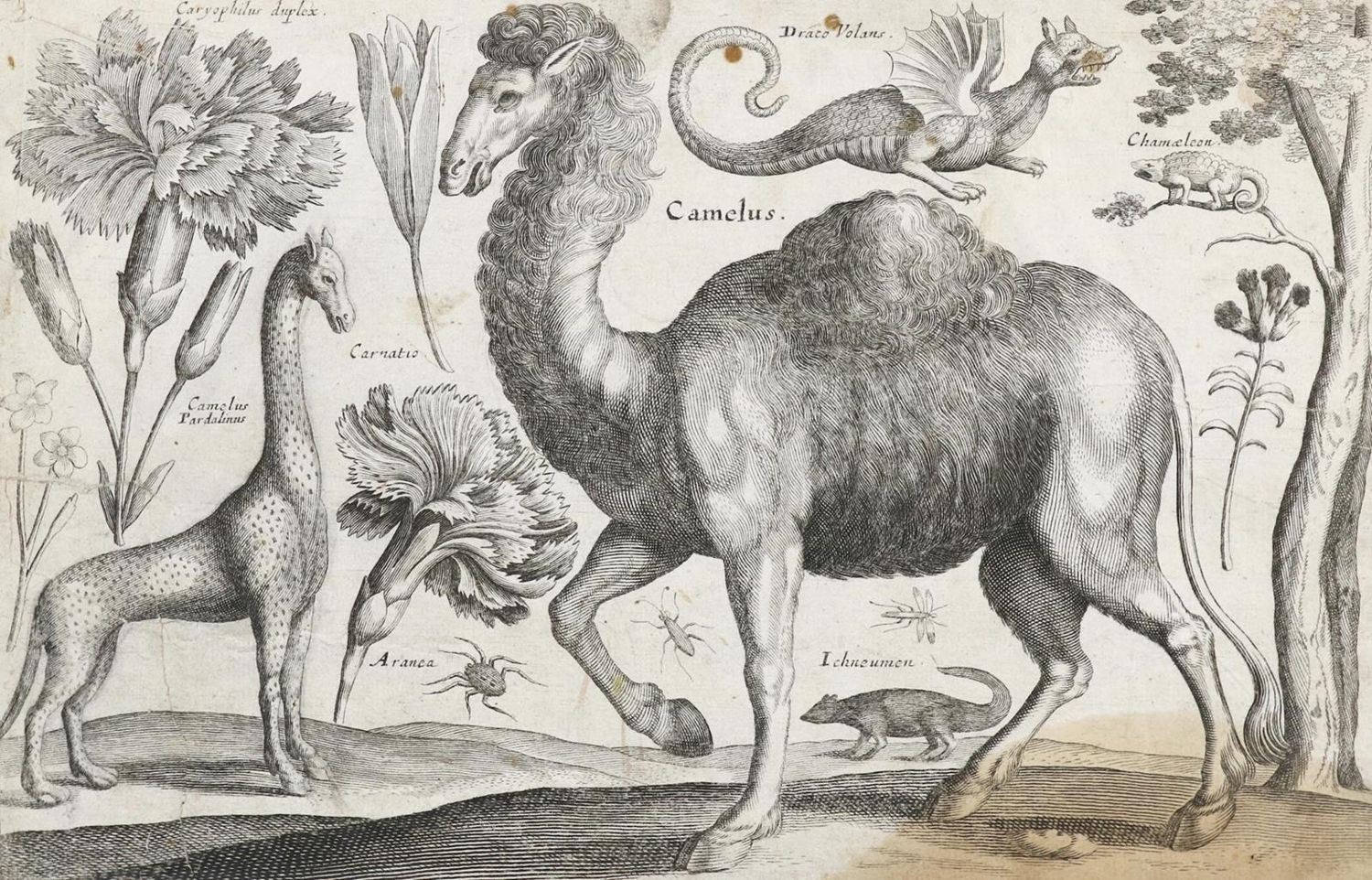 Große Abbildung Nr.11: 132-4244 Wenzel,Hollar u.a.: (Künstlergraphik)