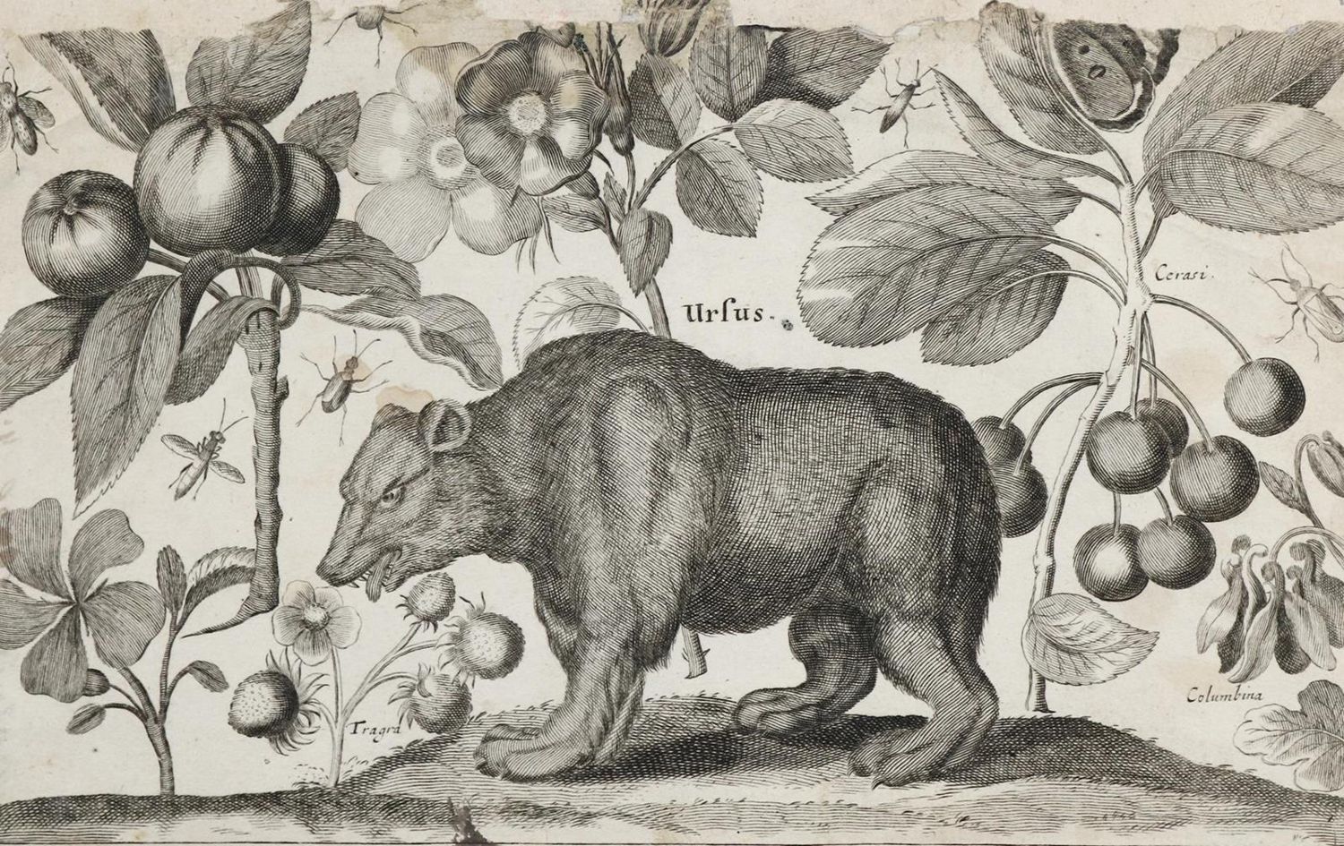 Große Abbildung Nr.17: 132-4244 Wenzel,Hollar u.a.: (Künstlergraphik)