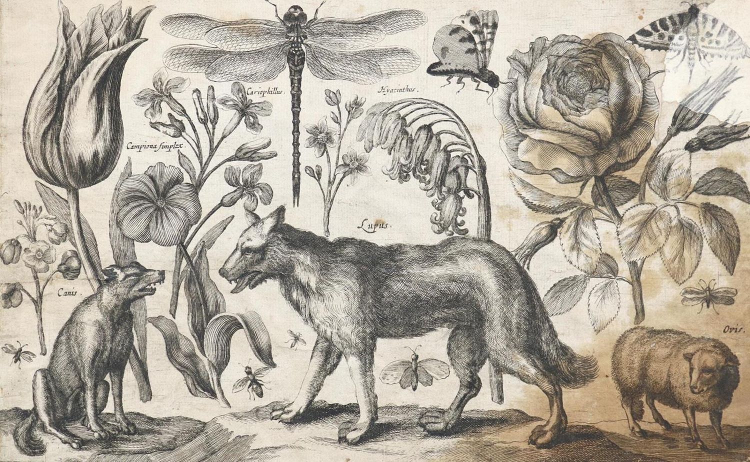 Große Abbildung Nr.3: 132-4244 Wenzel,Hollar u.a.: (Künstlergraphik)