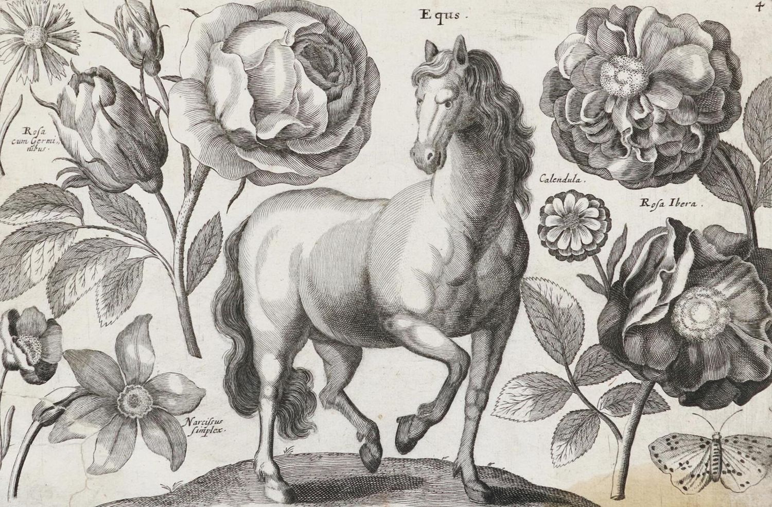 Große Abbildung Nr.5: 132-4244 Wenzel,Hollar u.a.: (Künstlergraphik)