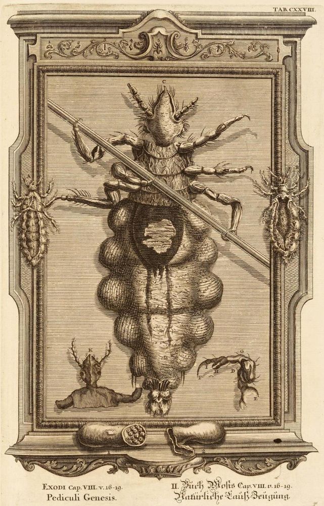 Große Abbildung Nr.1: 132-48 Scheuchzer,J.J.: (Bibeln)