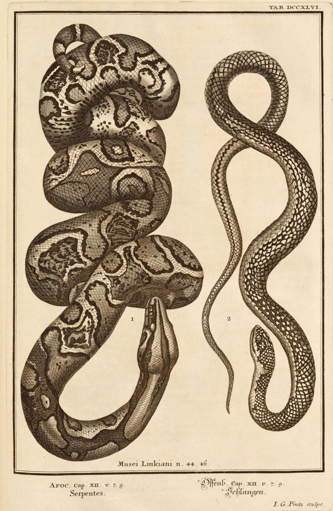 Große Abbildung Nr.4: 132-48 Scheuchzer,J.J.: (Bibeln)