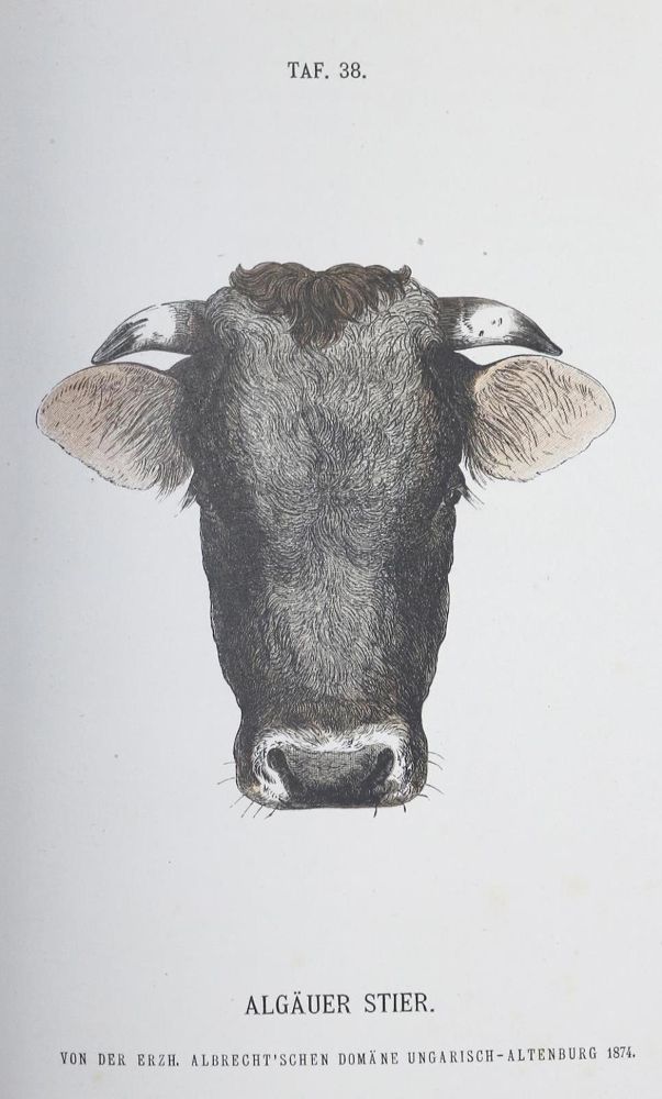 Große Abbildung Nr.1: 132-535 Wilckens,M.: (Land- und Forstwirtschaft, Tierhaltung)