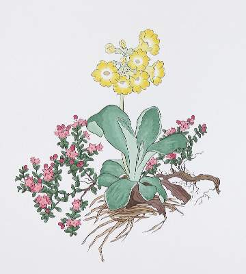 Bild Nr.1: 132-1301 Weisz,J.: (Literatur und illustrierte Bücher 20.Jahrhundert - Alte Literatur in modernen Ausgaben)