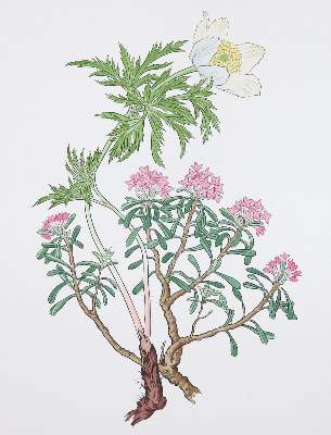 Bild Nr.2: 132-1301 Weisz,J.: (Literatur und illustrierte Bücher 20.Jahrhundert - Alte Literatur in modernen Ausgaben)