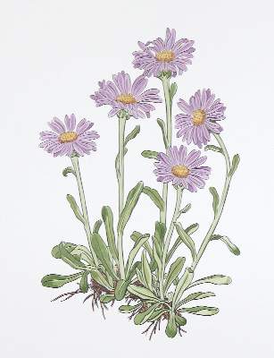 Bild Nr.3: 132-1301 Weisz,J.: (Literatur und illustrierte Bücher 20.Jahrhundert - Alte Literatur in modernen Ausgaben)