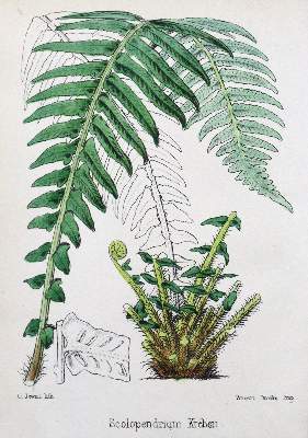 Bild Nr.1: 132-1314 Archer,T.C.: (Botanik)