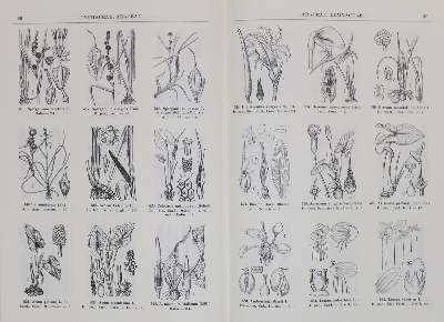 Bild Nr.2: 132-1318 Fiori,A.: (Botanik)