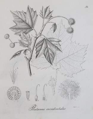 Bild Nr.2: 132-1321 Hartig,T.: (Botanik)