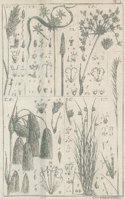 Bild Nr.1: 132-1326 Leers,J.D.: (Botanik)