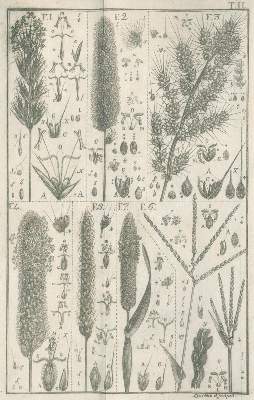 Bild Nr.2: 132-1326 Leers,J.D.: (Botanik)