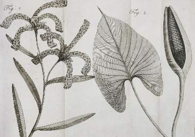 Bild Nr.2: 132-1327 Linné,C.v.: (Botanik)