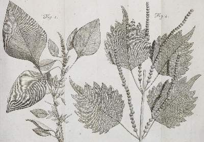 Bild Nr.3: 132-1327 Linné,C.v.: (Botanik)