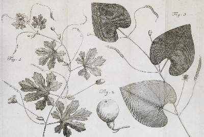 Bild Nr.4: 132-1327 Linné,C.v.: (Botanik)