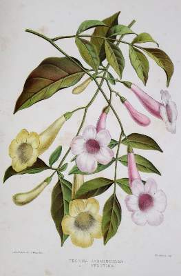 Bild Nr.1: 132-1329 Lowis,L.: (Botanik)