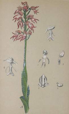 Bild Nr.1: 132-1331 Schulze,M.: (Botanik, Orchideen)