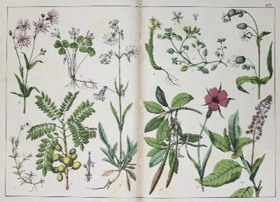 Bild Nr.1: 132-1338 Schubert,G.H.v.: (Botanik)