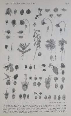 Bild Nr.1: 132-1339 Sernander,R.: (Botanik)