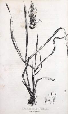 Bild Nr.1: 132-1340 Sinclair,G.: (Botanik)